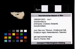 Foto (Objekt + Etikett) von Goniodromites sp.  (NHMW-GEO-1990-0041-0422)